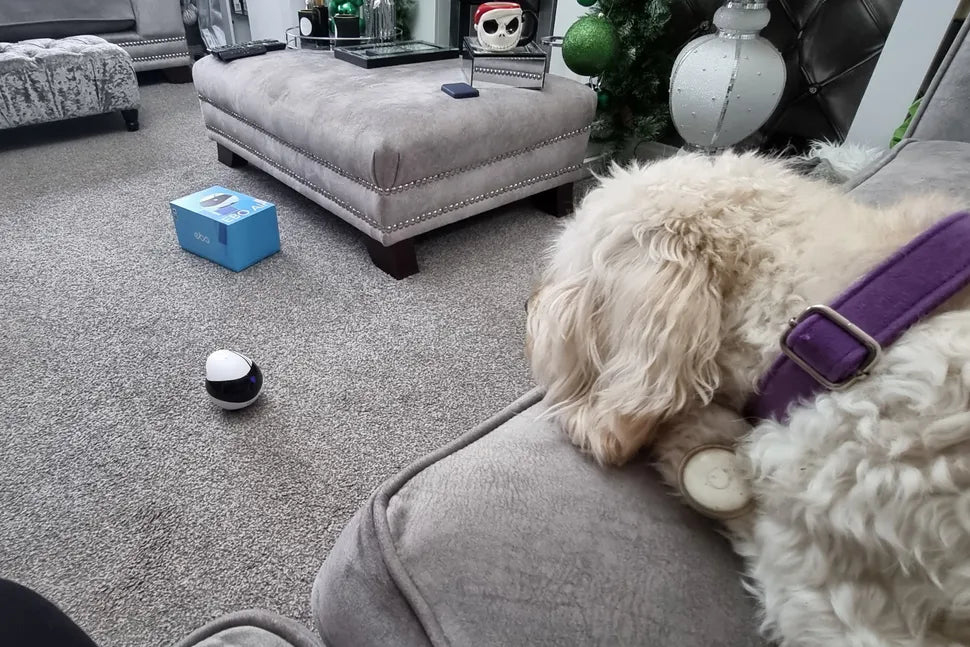 Digital Camera World: Enabot EBO Air is An adorable robot pet camera