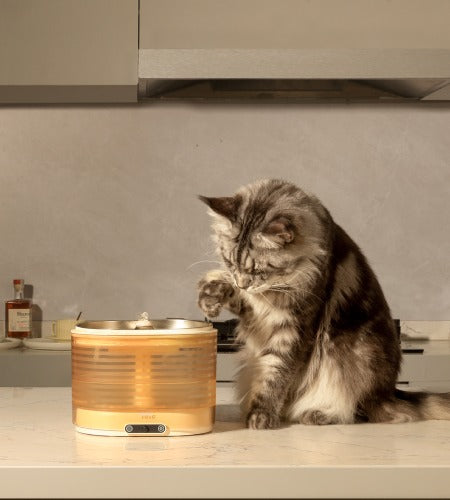 Cat waiting for water from ROLA Smart Pet Water Fountain